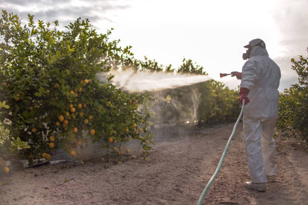 Best Termite Control Services  in Piqua, OH