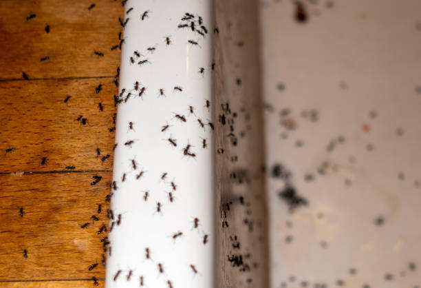Best Best Pest Control Companies  in Piqua, OH