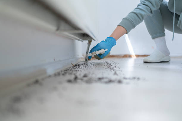 Wasp Removal Services in Piqua, OH